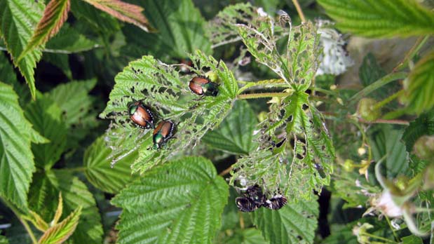 LS 08 insect pest Japanese beetle damage