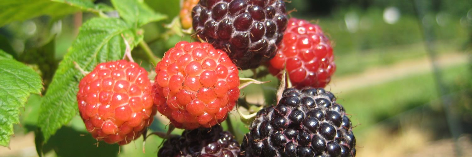 blackberries raspberries