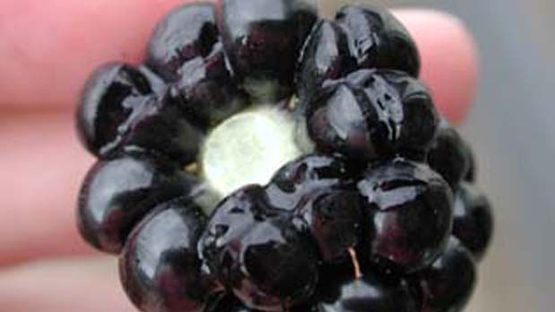 split berries